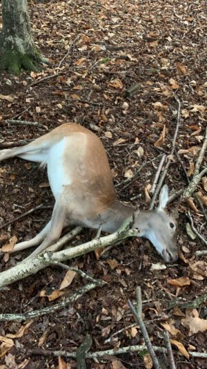 C605ECD1-BD62-45ED-A6AA-2AB3530BF6C7