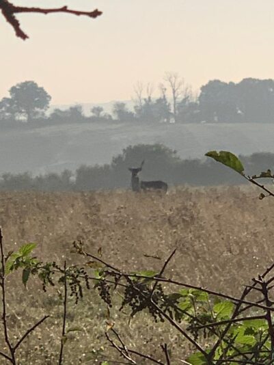 8B8D0569-6DCB-47BF-AF77-363173FA9F48